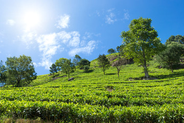 Fototapeta na wymiar Tea plantation . Nature background
