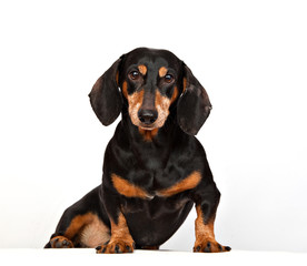 Portrait of a dachshund dog on a white background