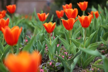 rote Tulpen Blumenfeld (Tulipa Kaufmanniana)