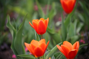 Fototapeta premium rote Tulpen Blumenfeld (Tulipa Kaufmanniana)