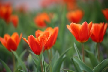 Fototapeta premium rote Tulpen Blumenfeld (Tulipa Kaufmanniana)