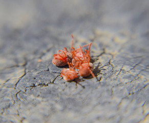 Close up macro Red velvet mite or Trombidiidae