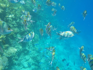 mondo sommerso © paolo