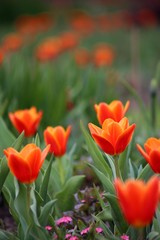 rote Tulpen Blumenfeld (Tulipa Kaufmanniana)