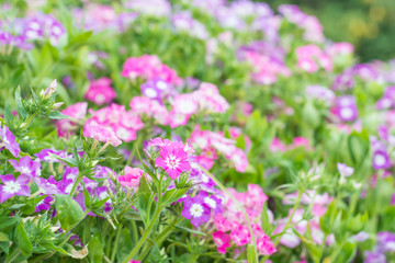 Obraz premium Colorful flower in spring time for background