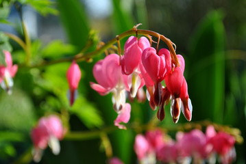 Serduszka okazałe - Lamprocapnos spectabilis © bnorbert3