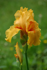 Iris jaune au printemps au jardin