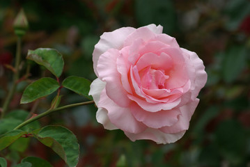 Rose au jardin au printemps