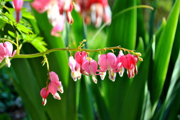 Serduszka okazała - Dicentra spectabilis © bnorbert3