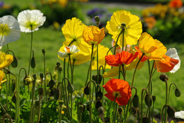 Pavots au lever du soleil au jardin au printemps