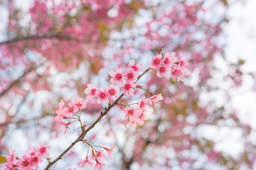 Obraz premium Colorful flower in spring time for background