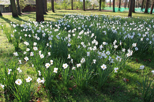Narcisses blancs en sous-bois au printemps