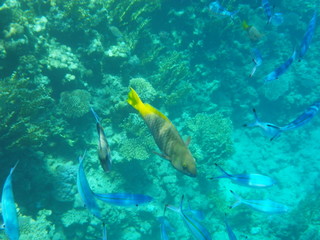 mondo sommerso © paolo