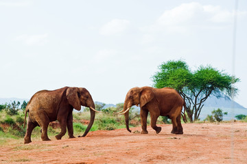 Fototapeta na wymiar battle of elephants