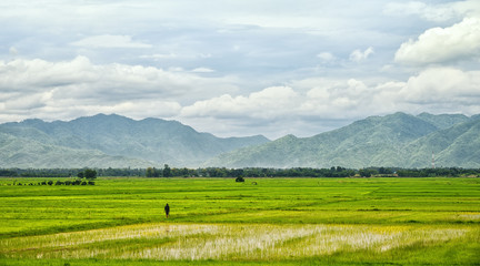 Fototapeta na wymiar Rice field with a farmer and mountains background