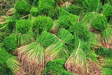 Closeup young rice sprout ready to growing in the rice field : Thailand