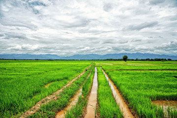 Fototapeta na wymiar Rice field and mountains background