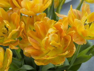 Obraz premium Tulpen