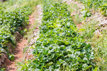 Fototapeta na wymiar Agriculture farm of strawberry field