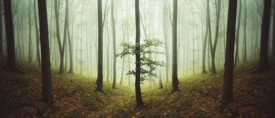 Gardinen Wälder green forest landscape with trees in mist  © andreiuc88