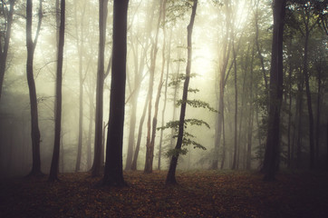 morning light in misty forest