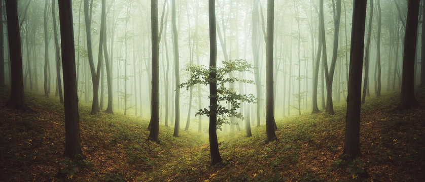 Fototapeta green forest landscape with trees in mist