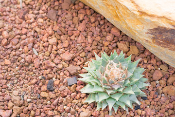 cactus in desert  for background or wallpaper