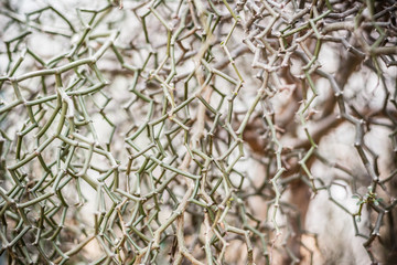 Needles tree , thorns tree for background