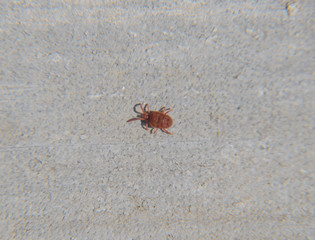 Close up macro Red velvet mite or Trombidiidae