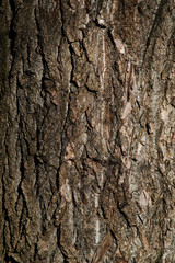 Background from the texture of the tree