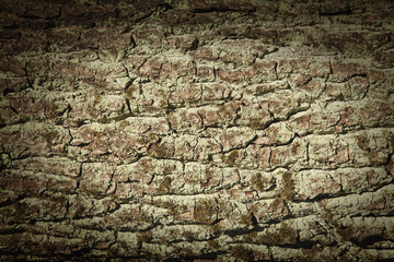 Old bark of tree texture detail