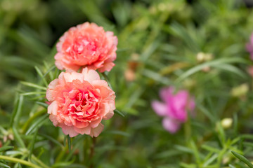 Blurred and soft focus  Common Purslane, Verdolaga, Pigweed, Little Hogweed or Pusley flower