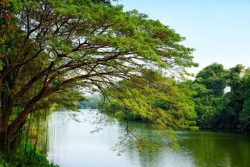 Trees by the river : Khon kaen, Thailand