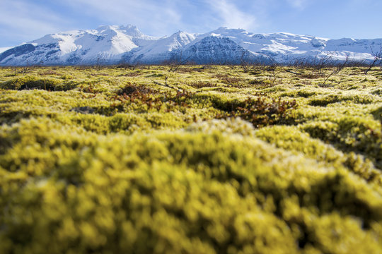 Green moose carpet with snowy mountains in backgound - nature in iceland, parto of Vatnaj&ouml;kull