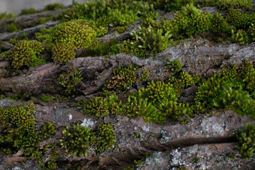 moss at the log and tree