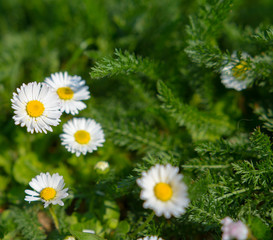 Fototapeta premium Margeriten mit textfreiraum