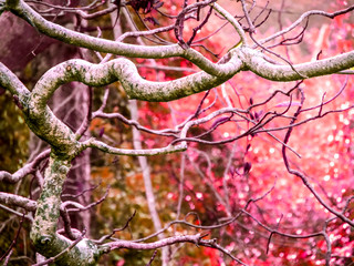 dry tree and blur sunlight in the field