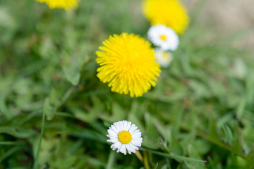 Löwenzahn in Gelb im Frühling 