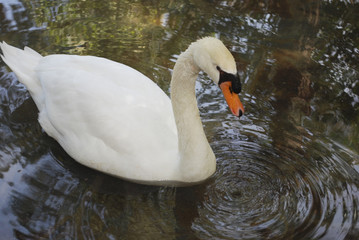 White swan is swimming in the pond.