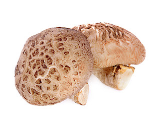 shiitake mushroom isolated on white background