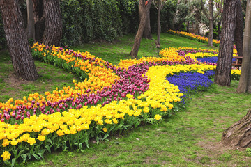 Flowers during the annual April tulip festival in Istanbul in Yildiz Park