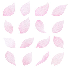 Hand drawn set of watercolor sakura petals isolated on the white background