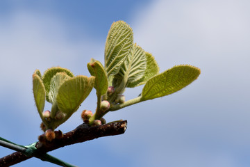 Germoglio di kiwi