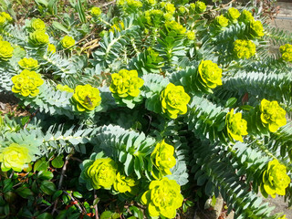 Blühende Wolfsmilch (Euphorbia) im Frühjahr, Wolfskrautmilch, Wolfsmilchgewächs © Annett Seidler