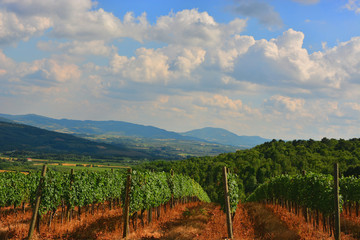 Fototapeta na wymiar vineyard in the field 