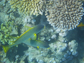 barriera corallina © paolo