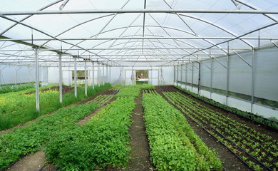 Young vegetable growing in glasshouse at beginning of spring on a farm in Devon, England