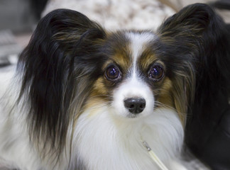 Собака порода папильон