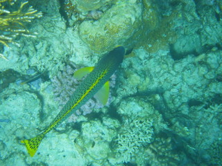 barriera corallina © paolo