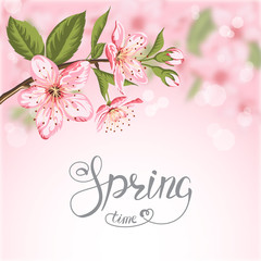 Blooming branch of sakura